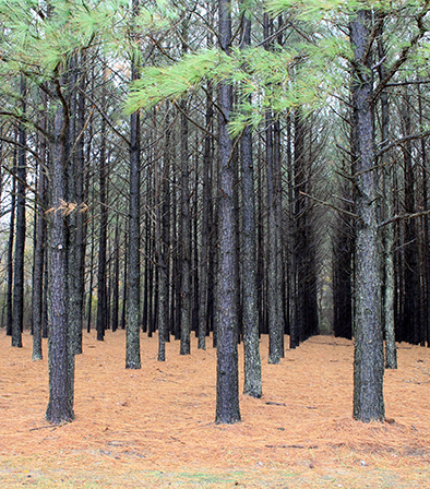 Pinus taeda plantation www
