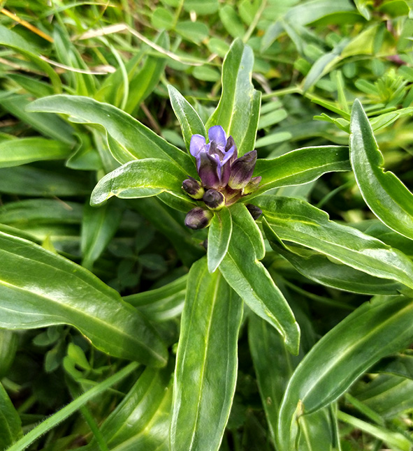 Gentiana cruciata kicsi